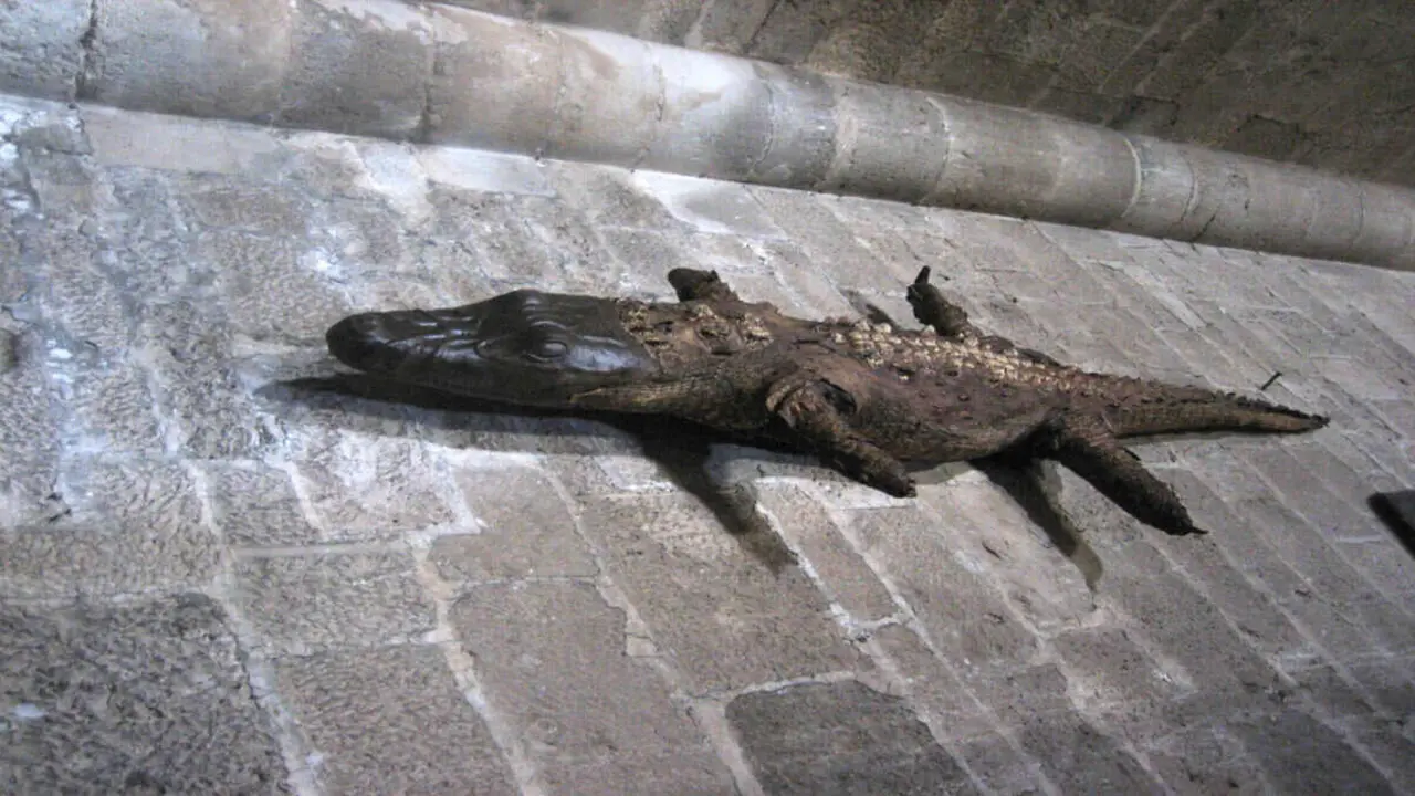 Lagarto disecado en la Colegiata de Berlanga de Duero.