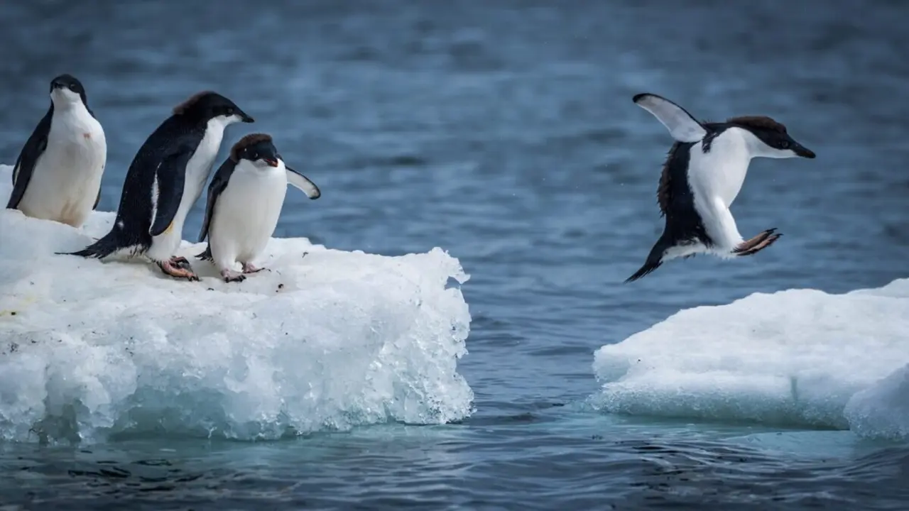 La iniciativa 'Apadrina un ping&uuml;ino' llega a un pueblo de Arag&oacute;n.