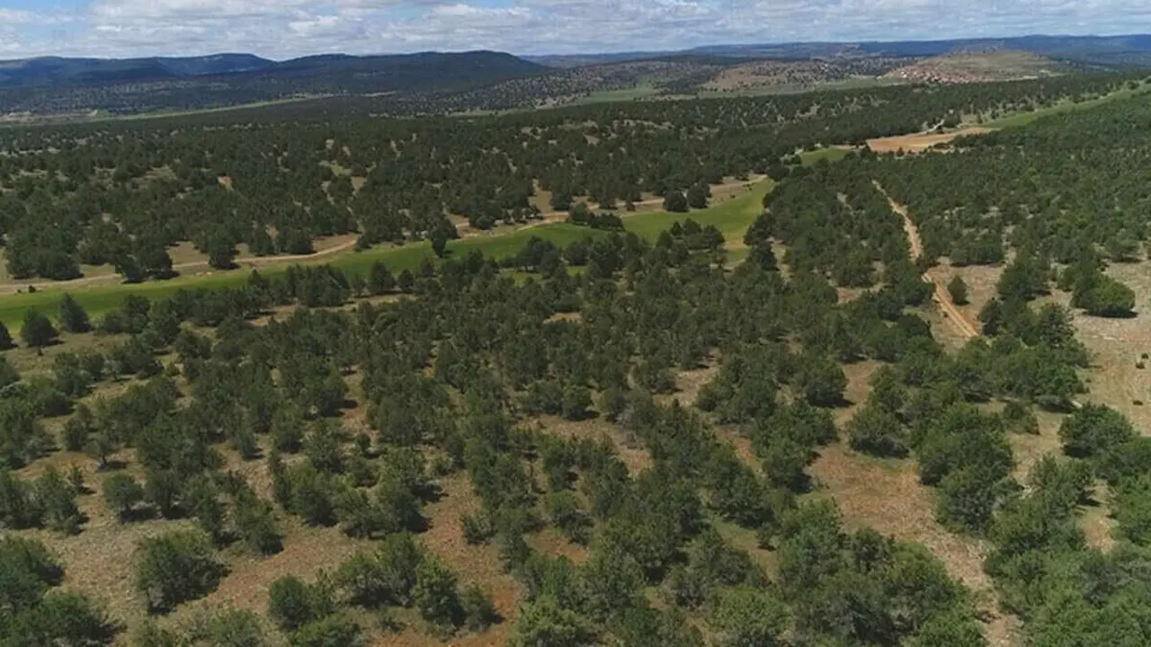 El sabinar m&aacute;s grande de Europa est&aacute; en Teruel