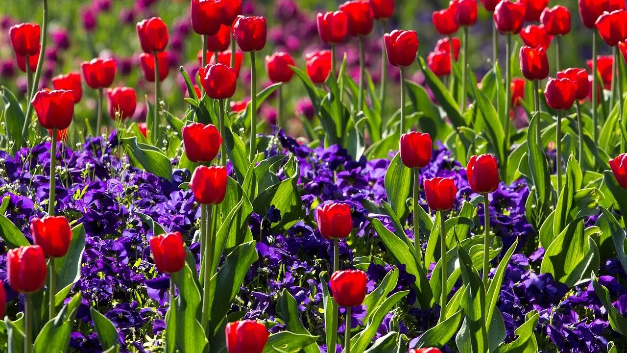 Campo de tulipanes.