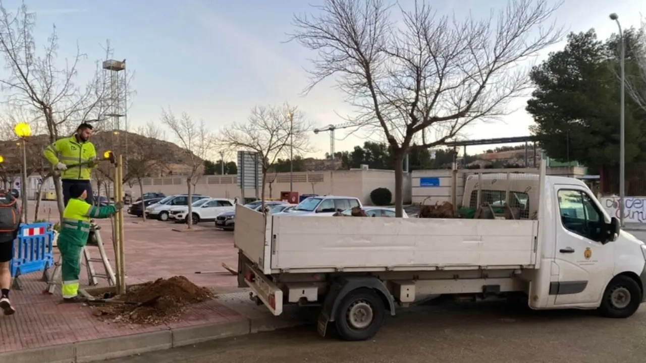 Labores de mantenimiento de &aacute;rboles de la Brigada Municipal de Alca&ntilde;iz.