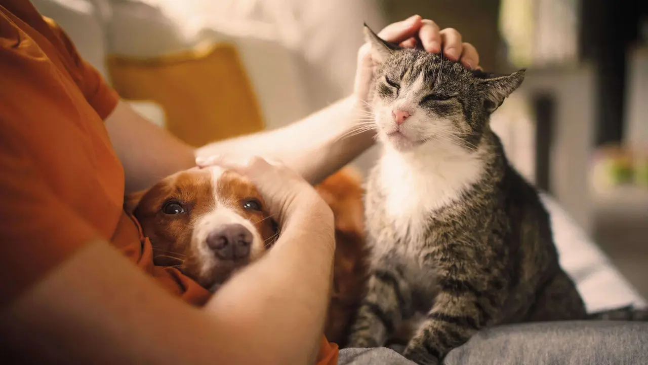 Si tienes perro o gato, Hacienda podr&iacute;a devolverte mucho dinero por el veterinario