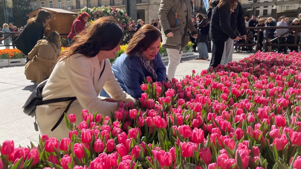 Tulipanes en la Plaza del Pilar