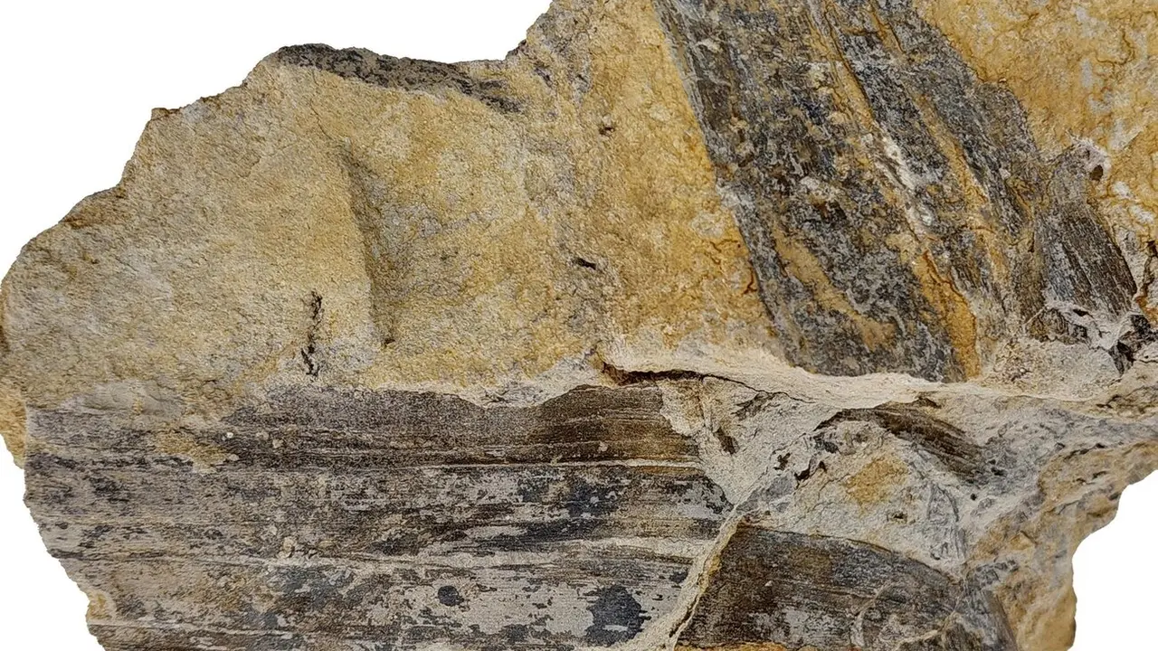 Cuatro fragmentos de hojas del g&eacute;nero Desmiophyllum del Barremiense de Galve (Teruel). - GOBIERNO DE ARAG&Oacute;N