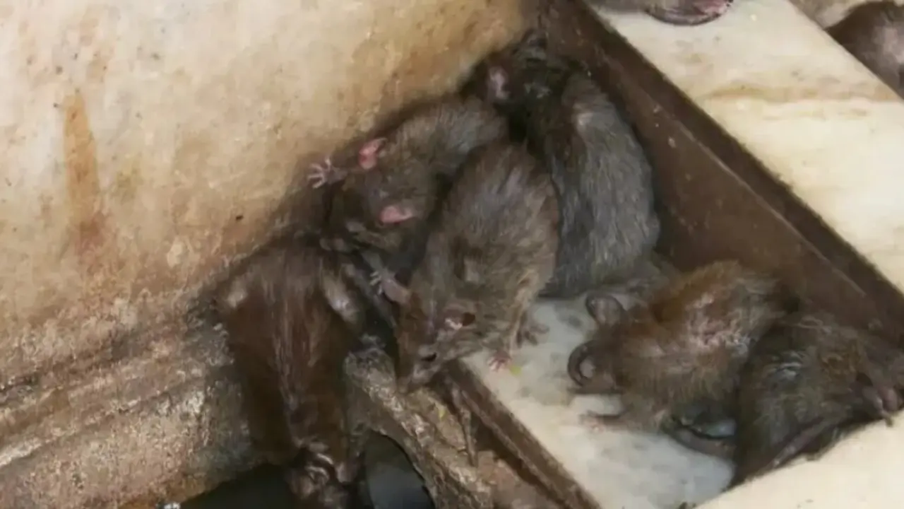 Presencia de ratas en Zaragoza