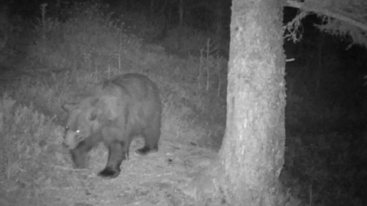 Fotograf&iacute;a nocturna de Ner&eacute;, el oso m&aacute;s longevo del Pirineo