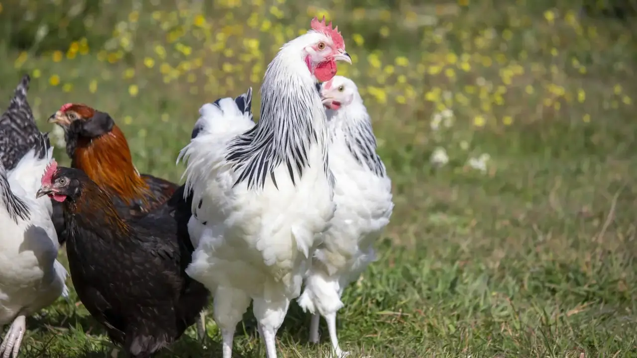 &iquest;Las gallinas predicen el tiempo? El refr&aacute;n aragon&eacute;s que casi nadie conoce