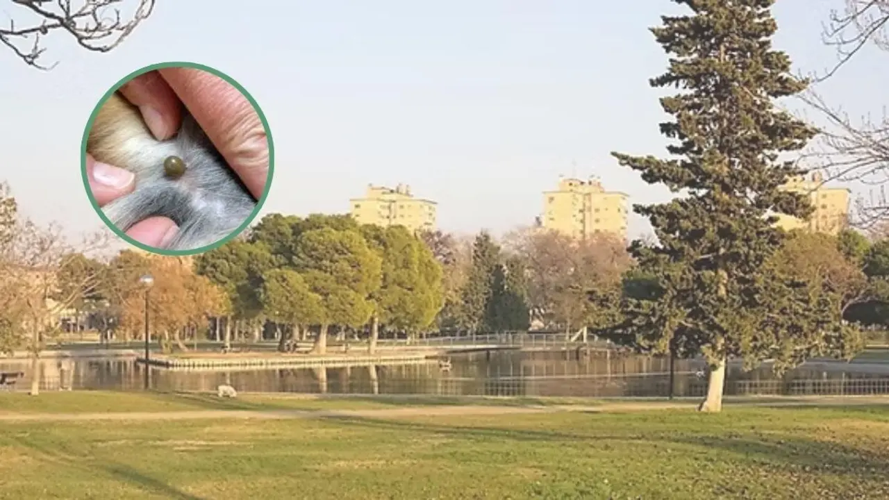 Los parques de Zaragoza que ser&aacute;n desinfectados