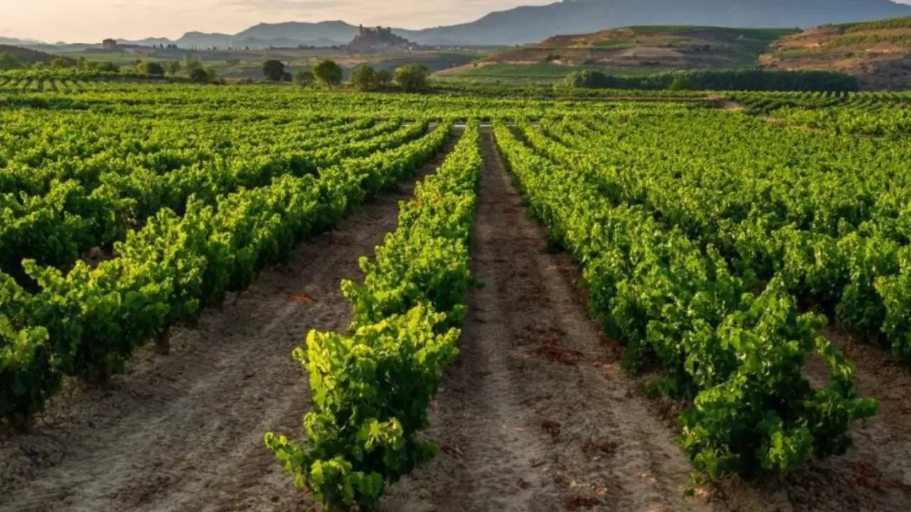 El peque&ntilde;o pueblo de Arag&oacute;n famoso por sus vinos