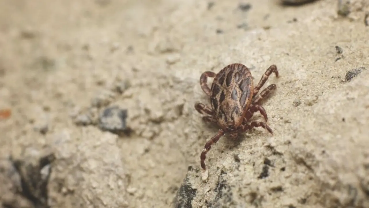 Consejos para acabar con las garrapatas en tu jard&iacute;n