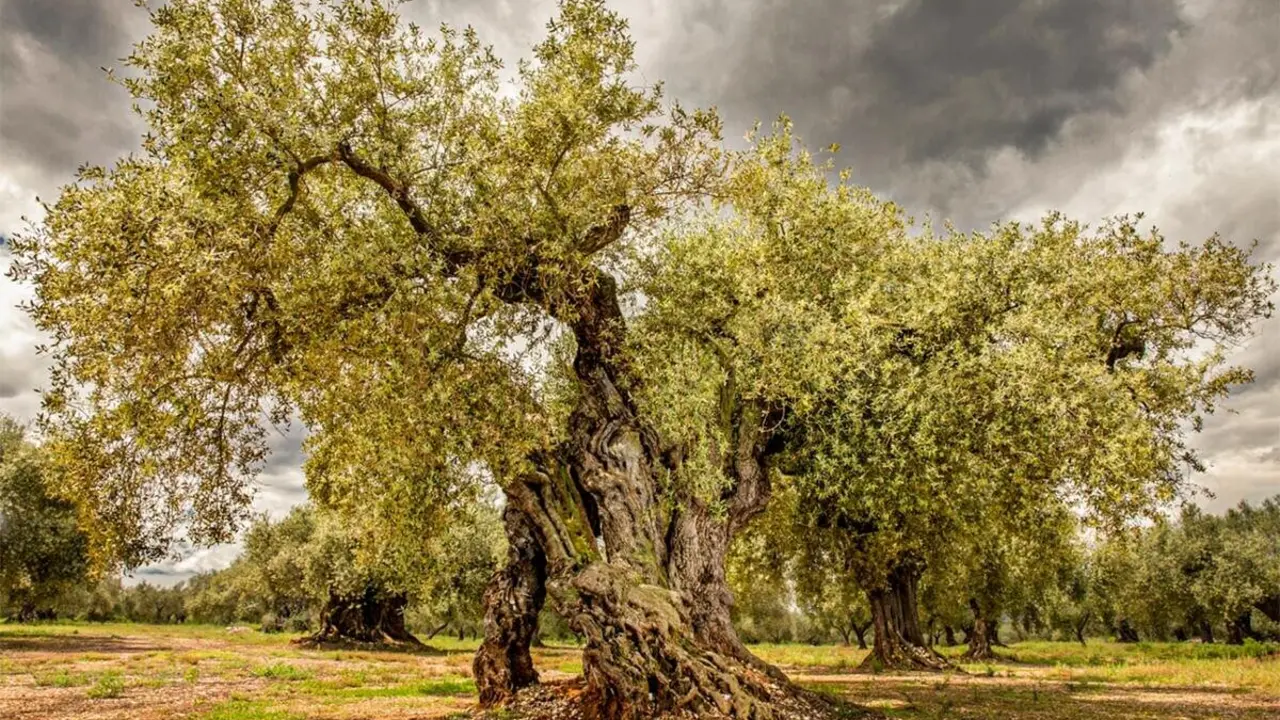 El pueblo cerca de Arag&oacute;n con cientos de olivos milenarios y un castillo de postal