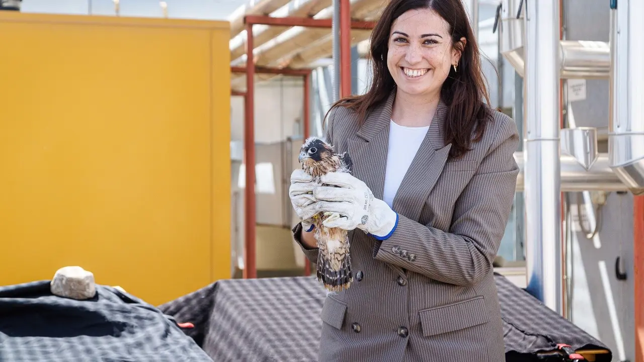 La azotea de Etopia acoge tres nuevos polluelos de halc&oacute;n peregrino.