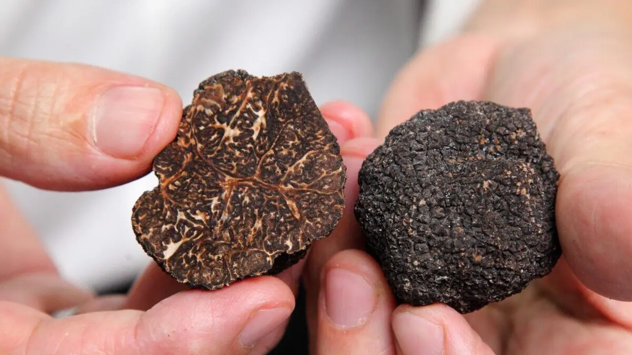 Trufa negra. / Aragonalimentos