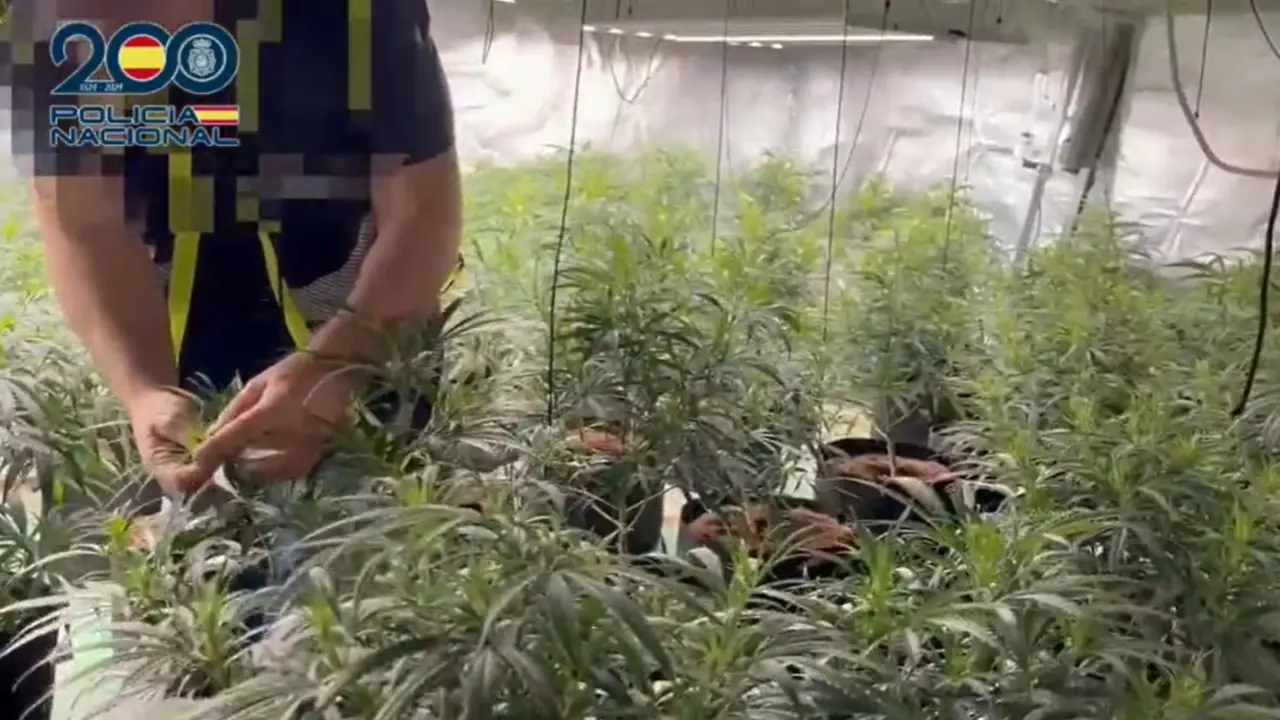 Macroplantaci&oacute;n de marihuana. / POLIC&Iacute;A LOCAL