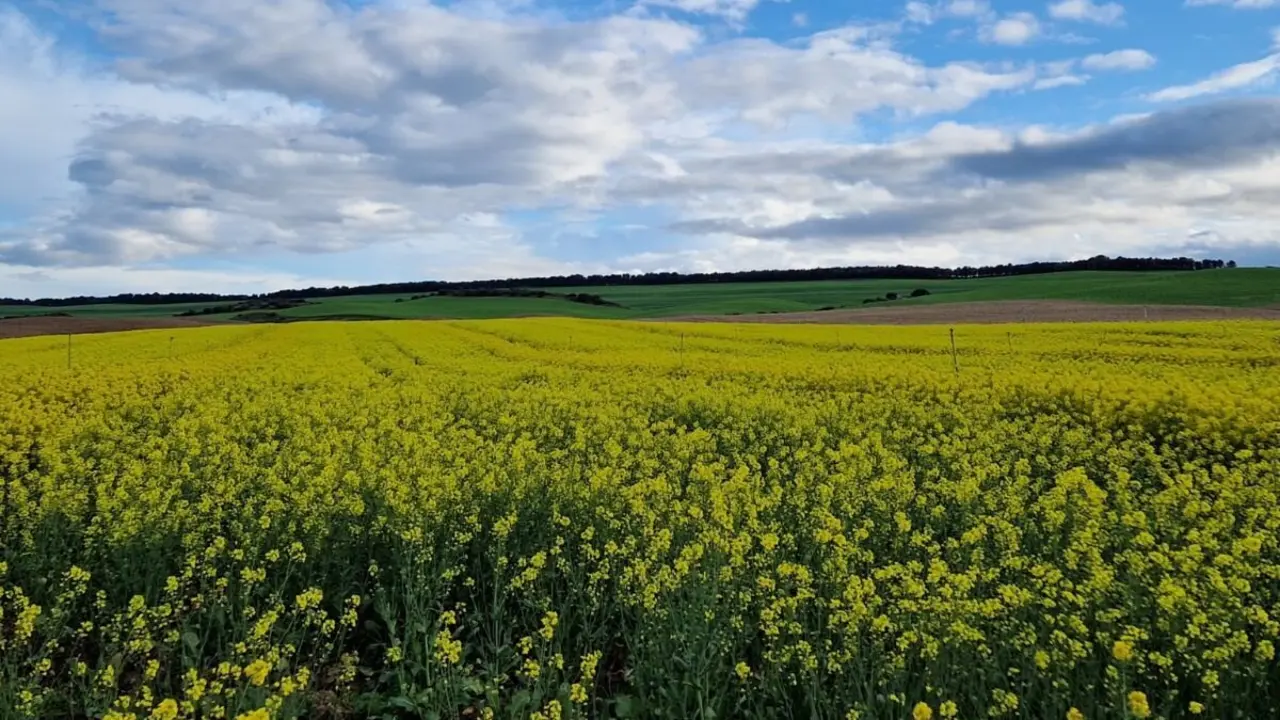 Cooperativas Agroalimentarias de Arag&oacute;n.