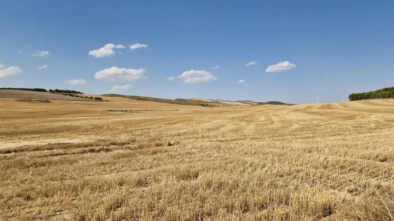 Cooperativas Agroalimentarias de Arag&oacute;n.