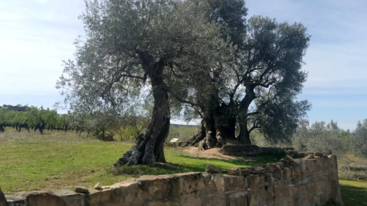 Olivera del Nadal, Colungo ./ Gobierno de Arag&oacute;n