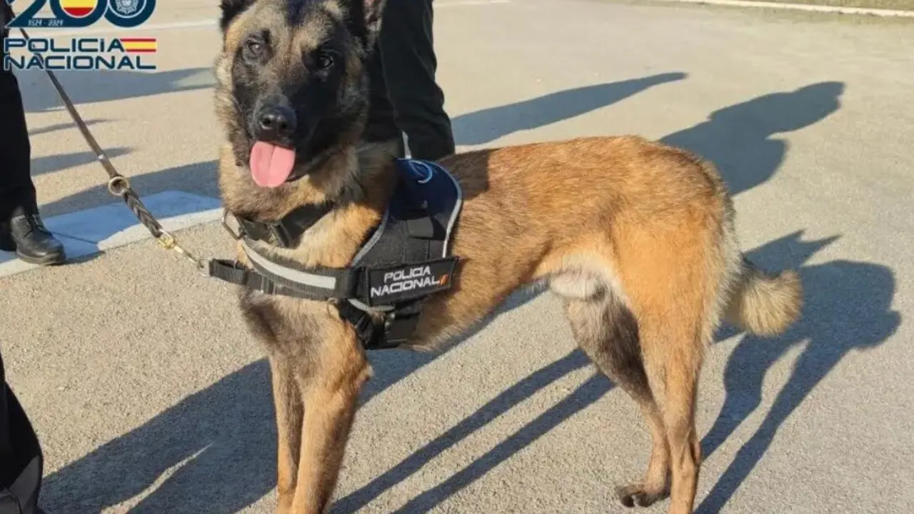 Imagen de 'Zorro', uno de los perros polic&iacute;a de la Jefatura Superior de Zaragoza/PN