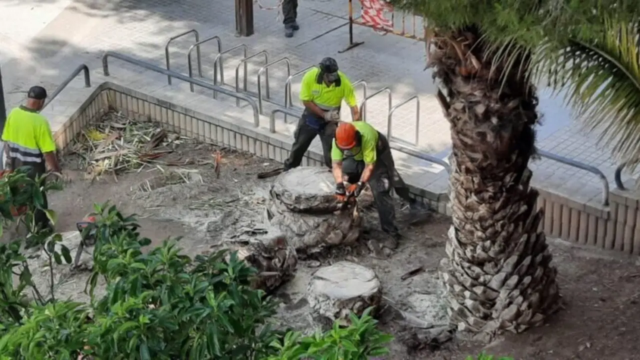 Tala de &aacute;rboles en Zaragoza. /ZeC