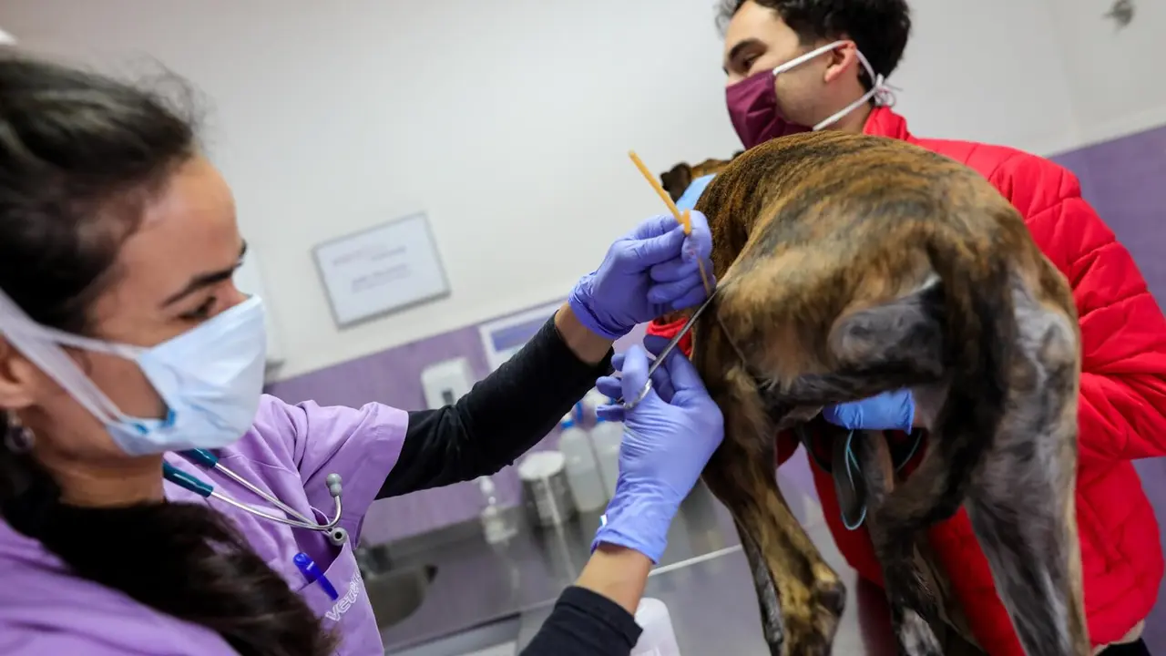 Una veterinaria atiende a un galgo. / EP