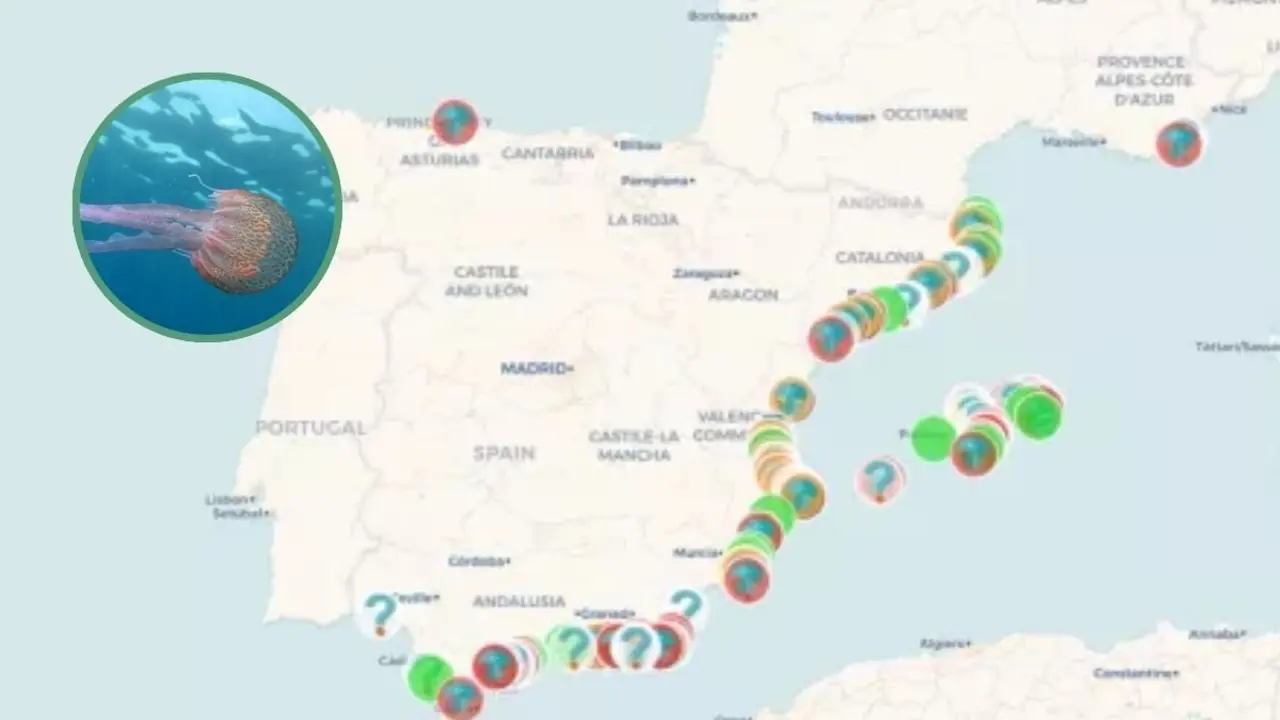 El Google Maps de las medusas