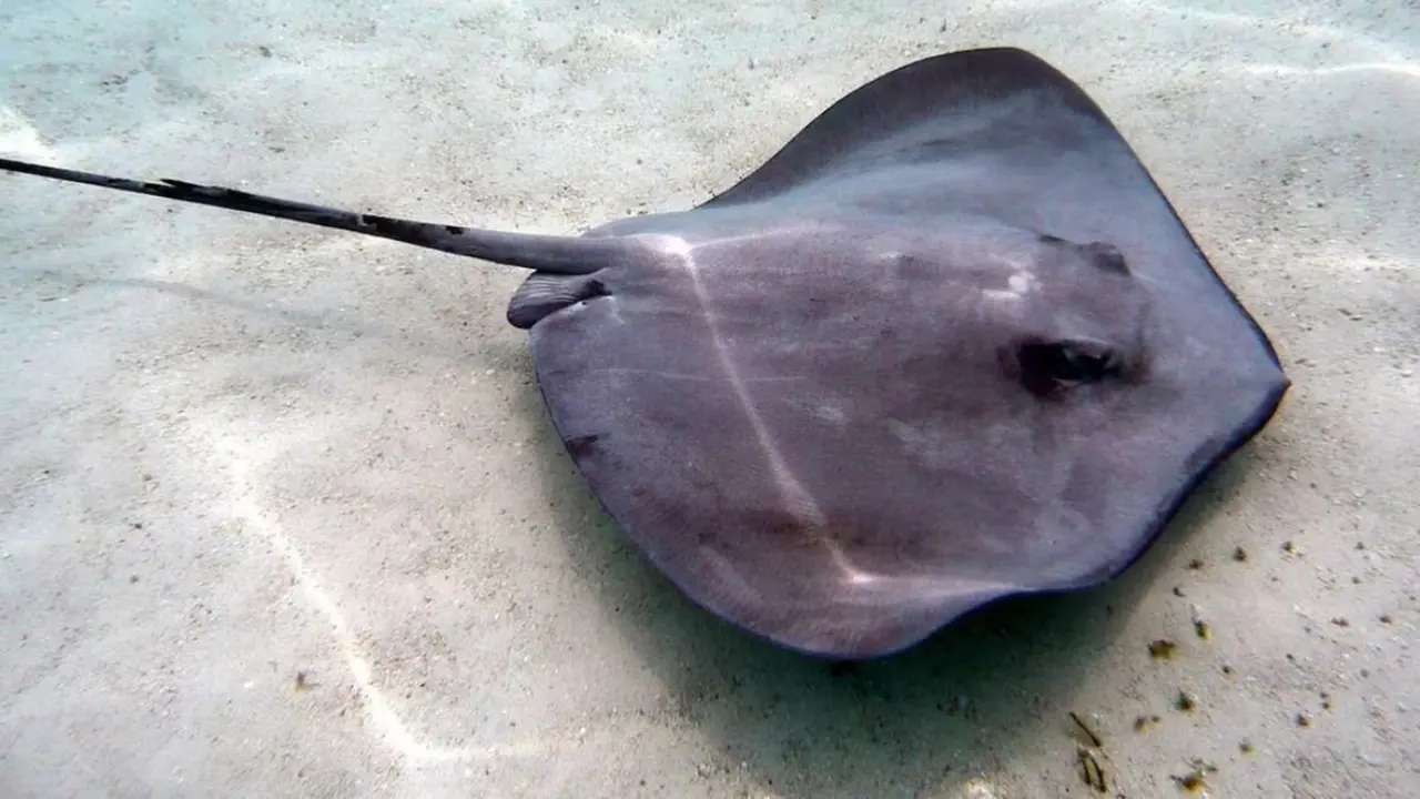 Mantaraya