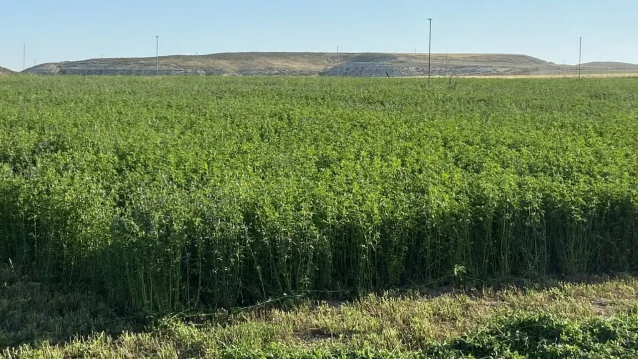Campo de alfalfa