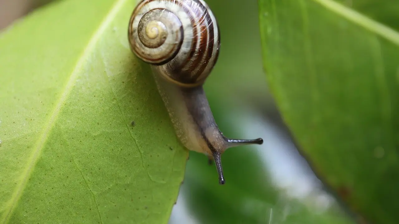 Caracol.