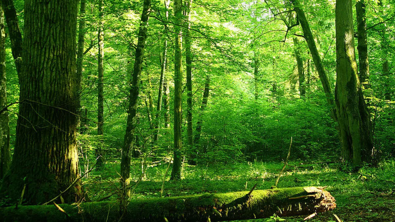 Los bosques de Europa pierden un tercio de su capacidad de absorber carbono en s&oacute;lo 10 a&ntilde;os