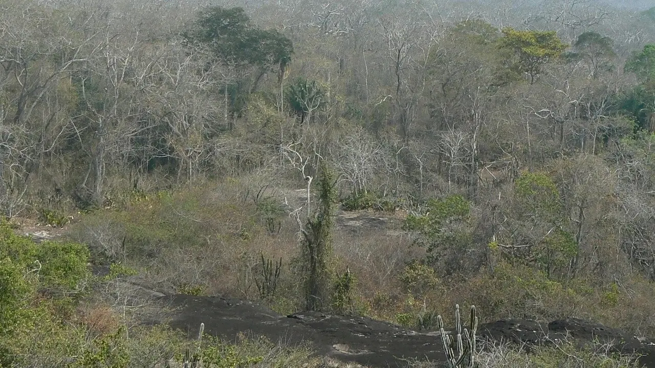 Los bosques tropicales son ecosistemas fundamentales para la diversidad y la captura del CO2 de la atm&oacute;sfera, por lo que su reducci&oacute;n agravar&iacute;a el calentamiento clim&aacute;tico. / CSIC