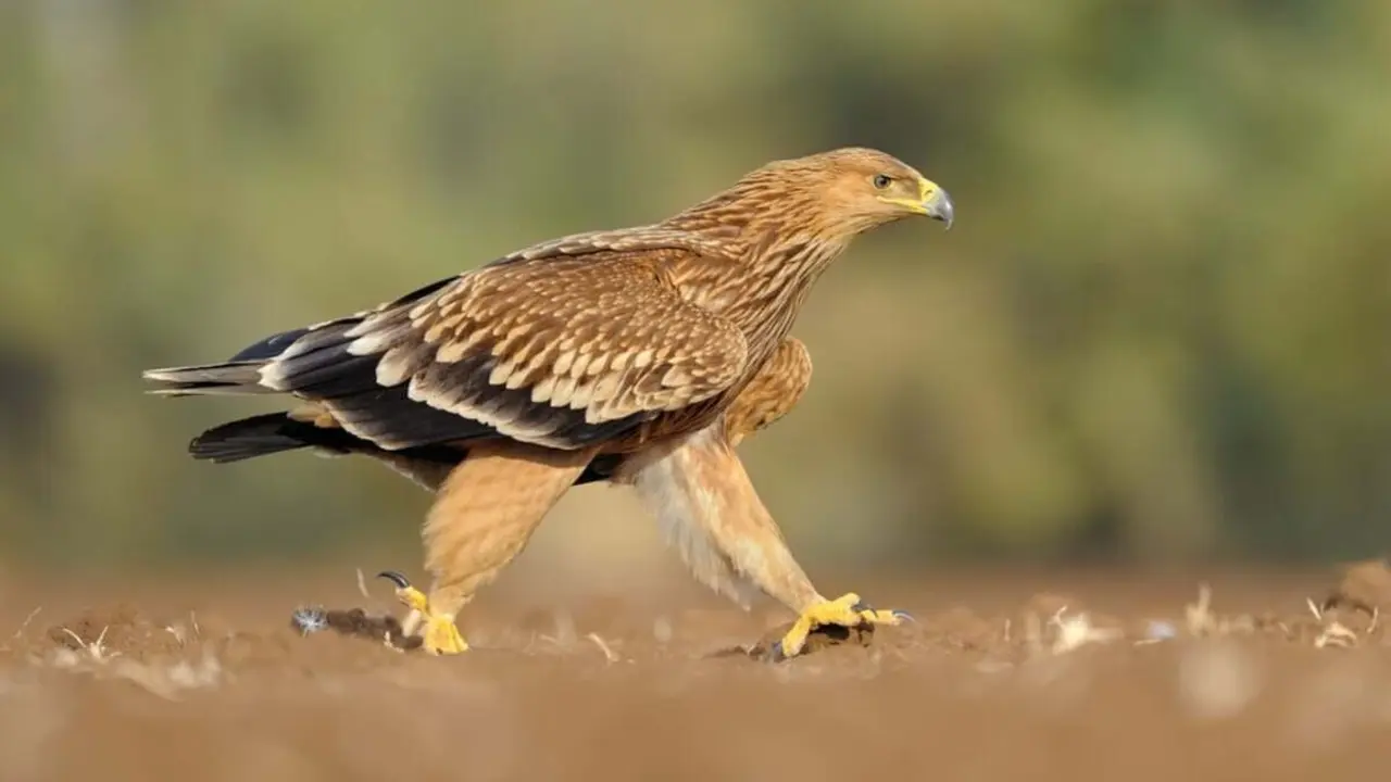 Casi 1.000 aves cazadas furtivamente en Huesca son localizadas en Barcelona