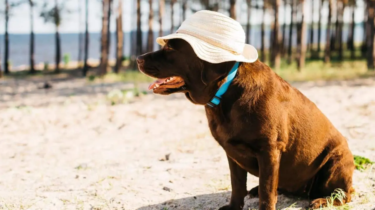 Mejores playas para perros cerca de Zaragoza