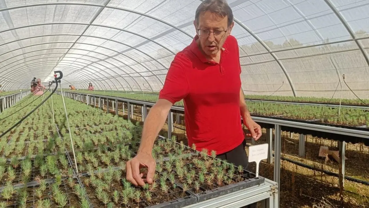 Plantas de pino de un mes de vida.
- DGA.