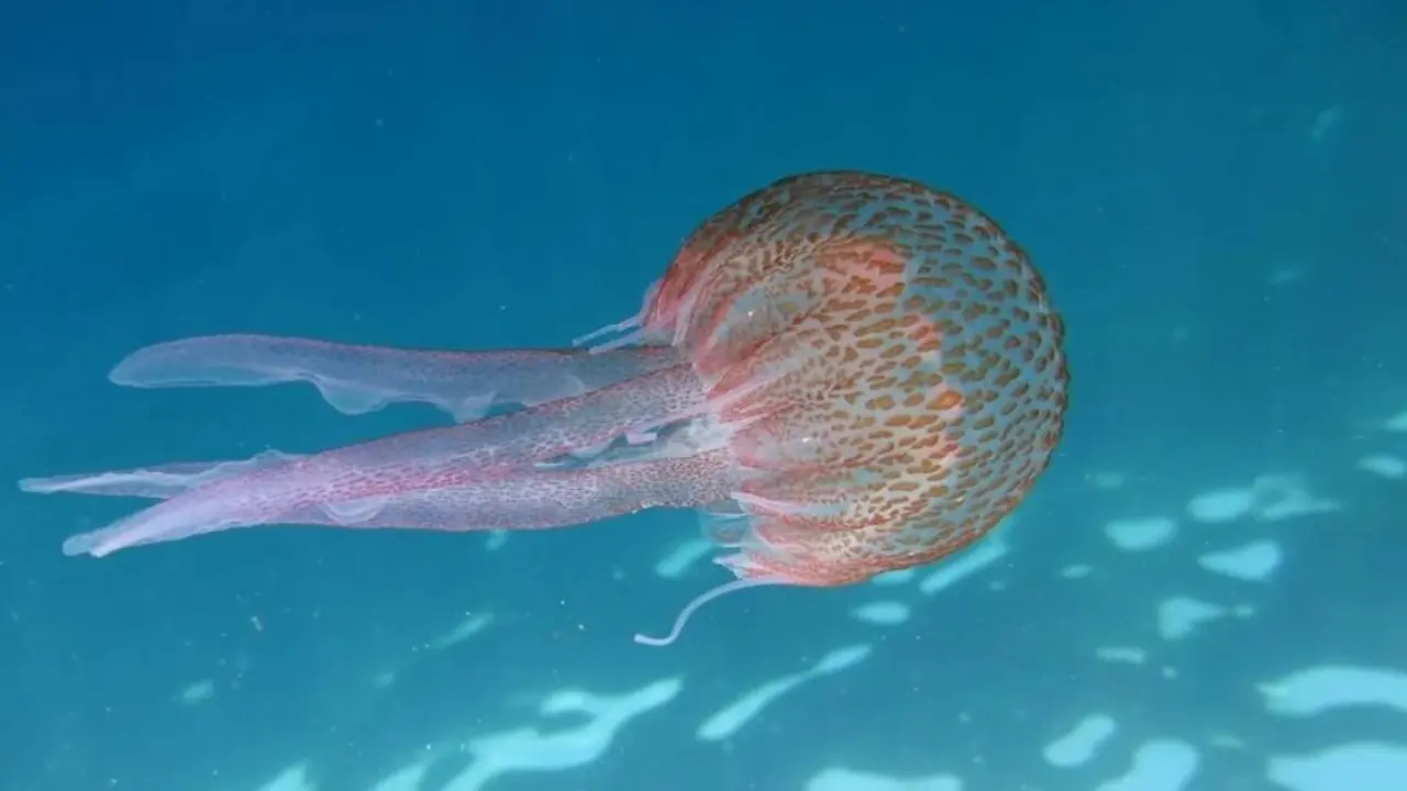 medusa-espa&ntilde;a-app-medusapp