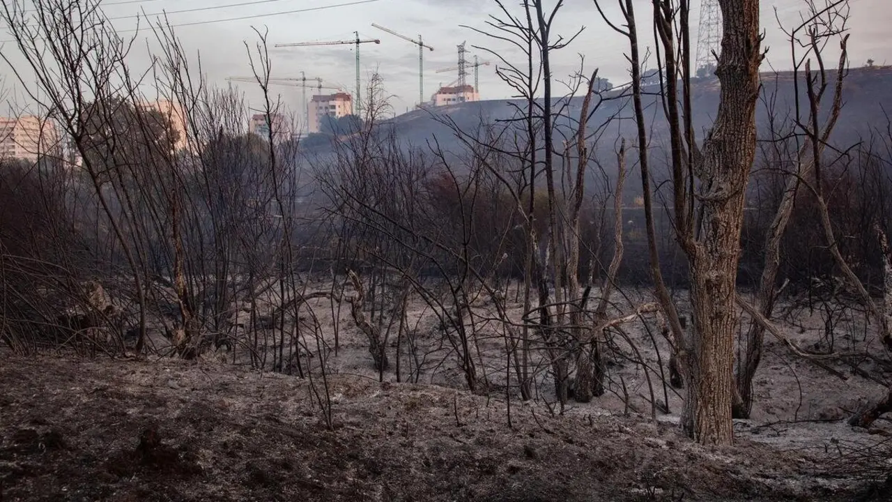 Campo quemado por el incendio, a 12 de agosto de 2025, en Tres Cantos, Madrid (Espa&ntilde;a).
- Rafael Bastante - Europa Press