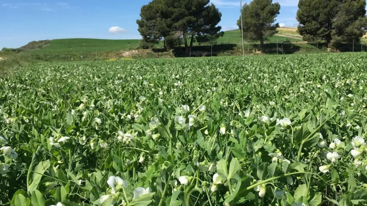 El CITA y participa en 12 Grupos Operativos de la Asociaci&oacute;n Europea de Innovaci&oacute;n Agroalimentaria.