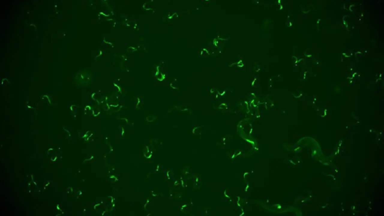 Grupo de 'C. Elegans' infectados visualizados con una lupa. La fluorescencia verde corresponde con las c&eacute;lulas infectadas y permite distinguir animales infectados de sanos.