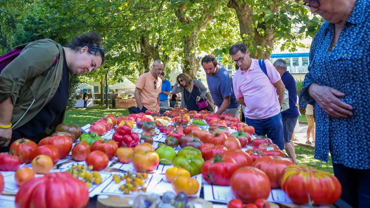 Feria del Tomate Antiguo 2025. AYUNTAMIENTO DE POLANCO
