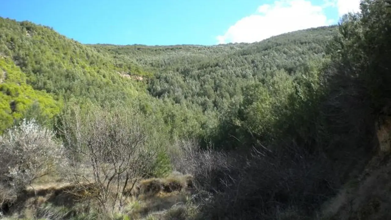 Estado actual de la masa forestal en Castiliscar (Zaragoza). / GOBIERNO DE ARAG&Oacute;N