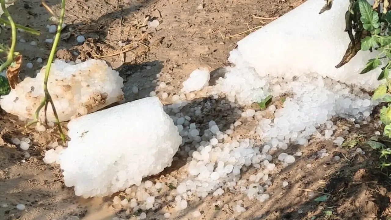 La tormenta causa estragos en la Comarca Campo de Cari&ntilde;ena y da&ntilde;a el 75% de la cosecha de fruta y almendra
- ARAGA