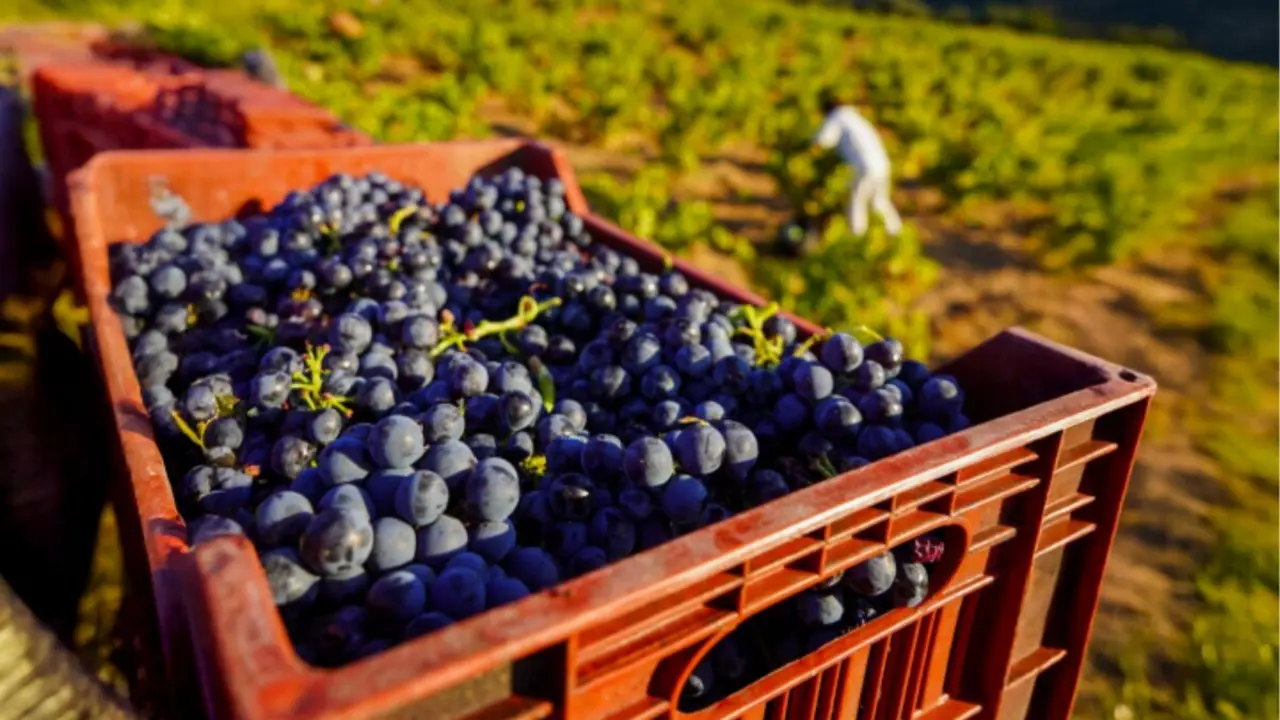 Vendimia de Bodegas San Valero