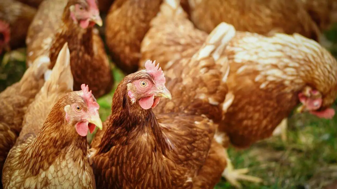Aves de corral.
- DGA.