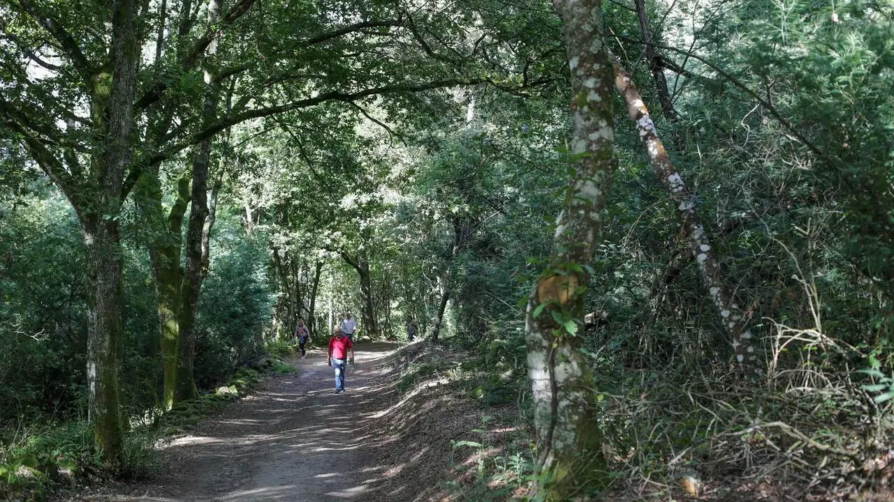 Un bosque de frondosas, en la Ribeira Sacra, a 1 de octubre de 2021,en A Cova, Savi&ntilde;ao, Lugo, Galicia, (Espa&ntilde;a). / EP