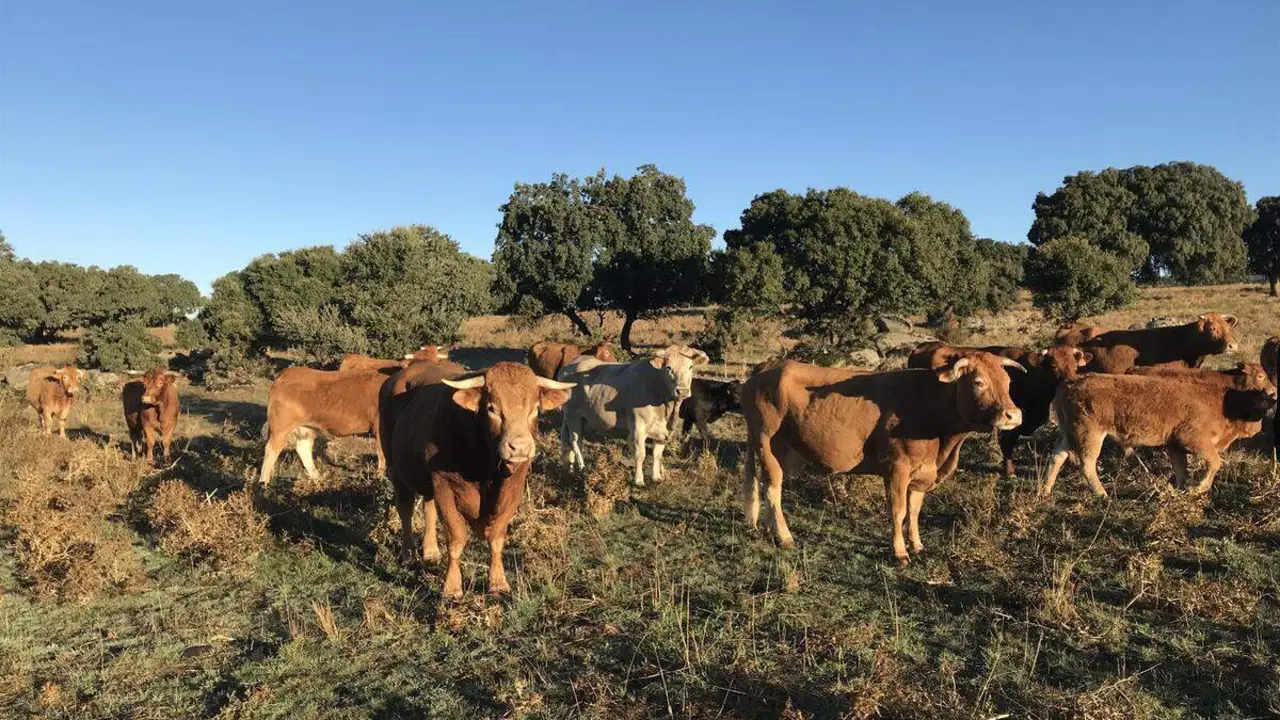 Los festejos taurinos podr&aacute;n celebrarse en todo el territorio aragon&eacute;s siempre que se cumplan las medidas sanitarias establecidas.
- GOBIERNO DE ARAG&Oacute;N