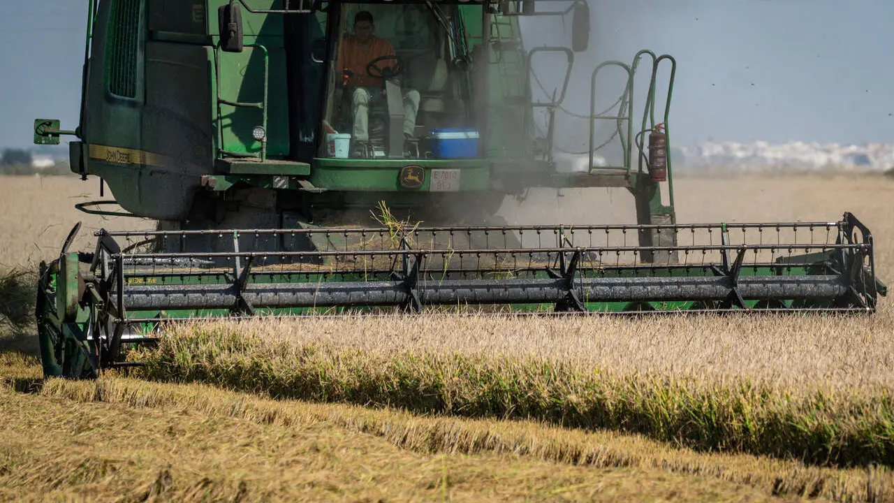 Cosechadora de arroz durante la recolecta, en las marismas del Guadalquivir./ EP