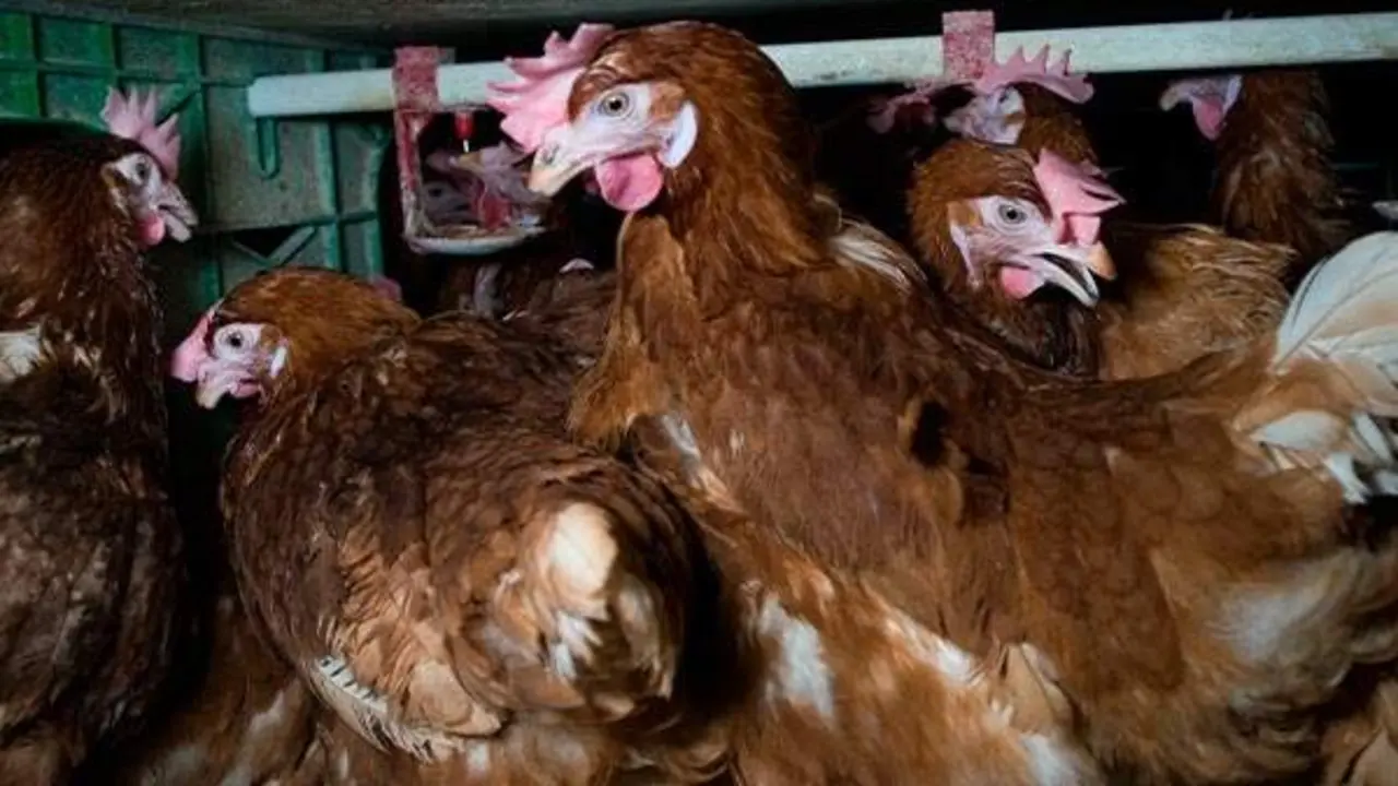 EuropaPress_7019375_igualdad_animal_denuncia_solo_18_hoteles_abastecen_100_huevos_gallinas
