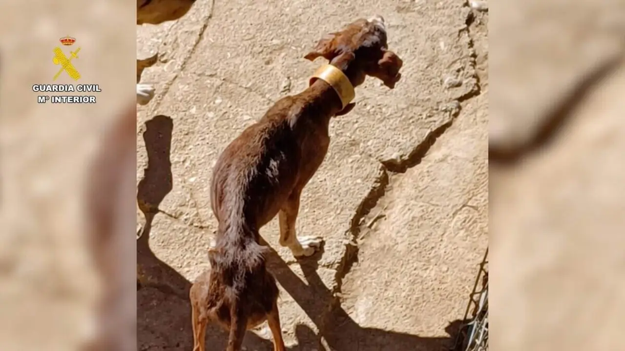Estado de uno de los perros que custodiaba el vecino de la Comarca del Somontano investigado por maltrato animal
- GUARDIA CIVIL