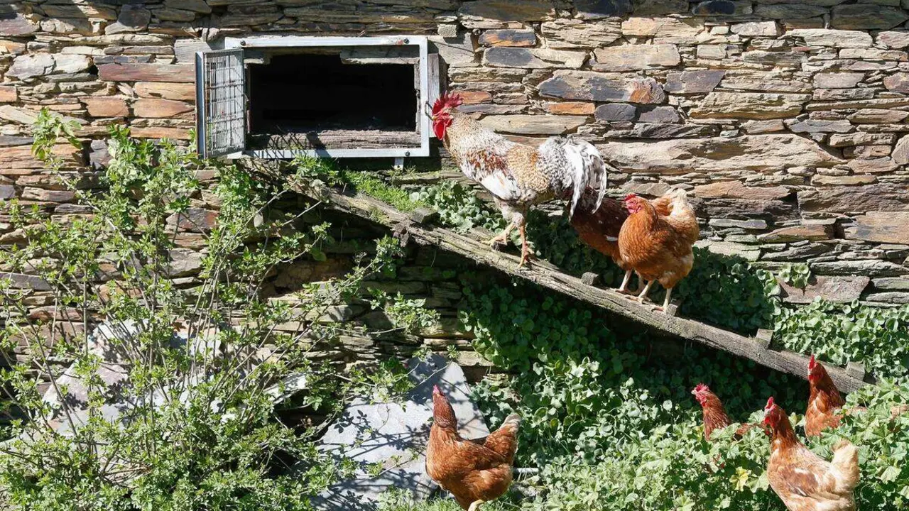Archivo - Varias gallinas y un gallo en un corral,
- Carlos Castro - Europa Press