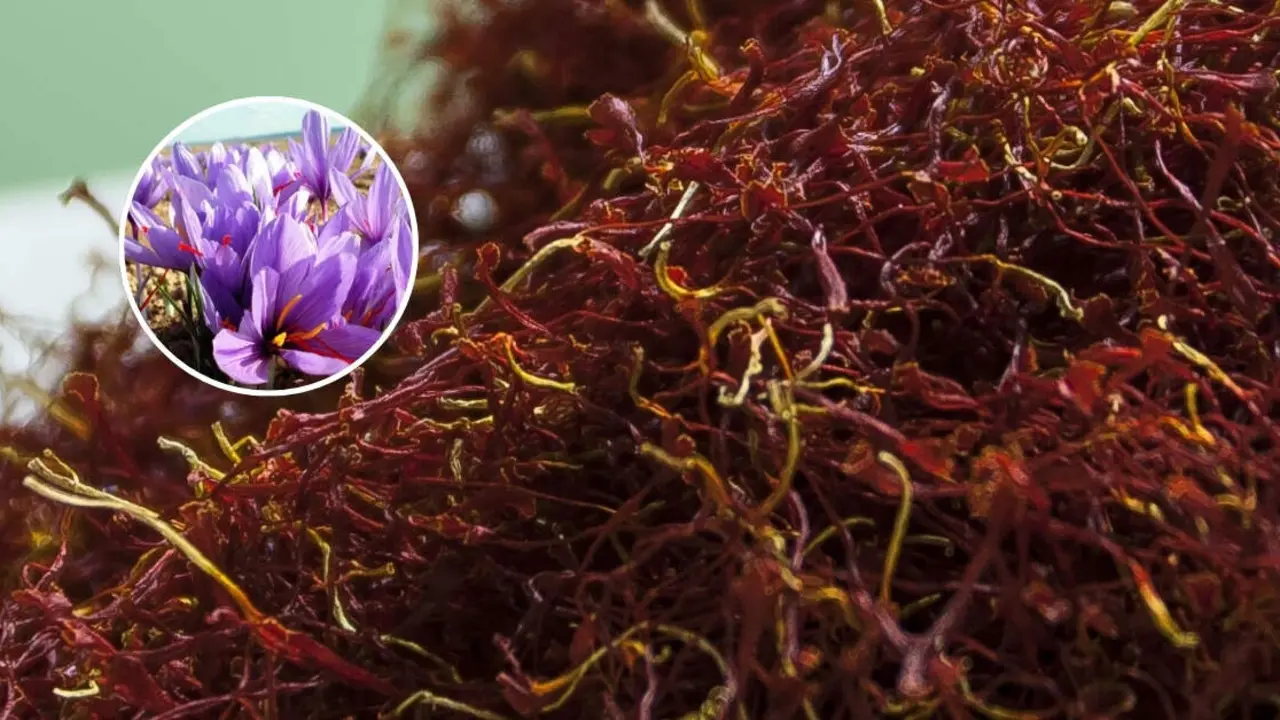 Diseño sin título - 2025-11-14T112215.152