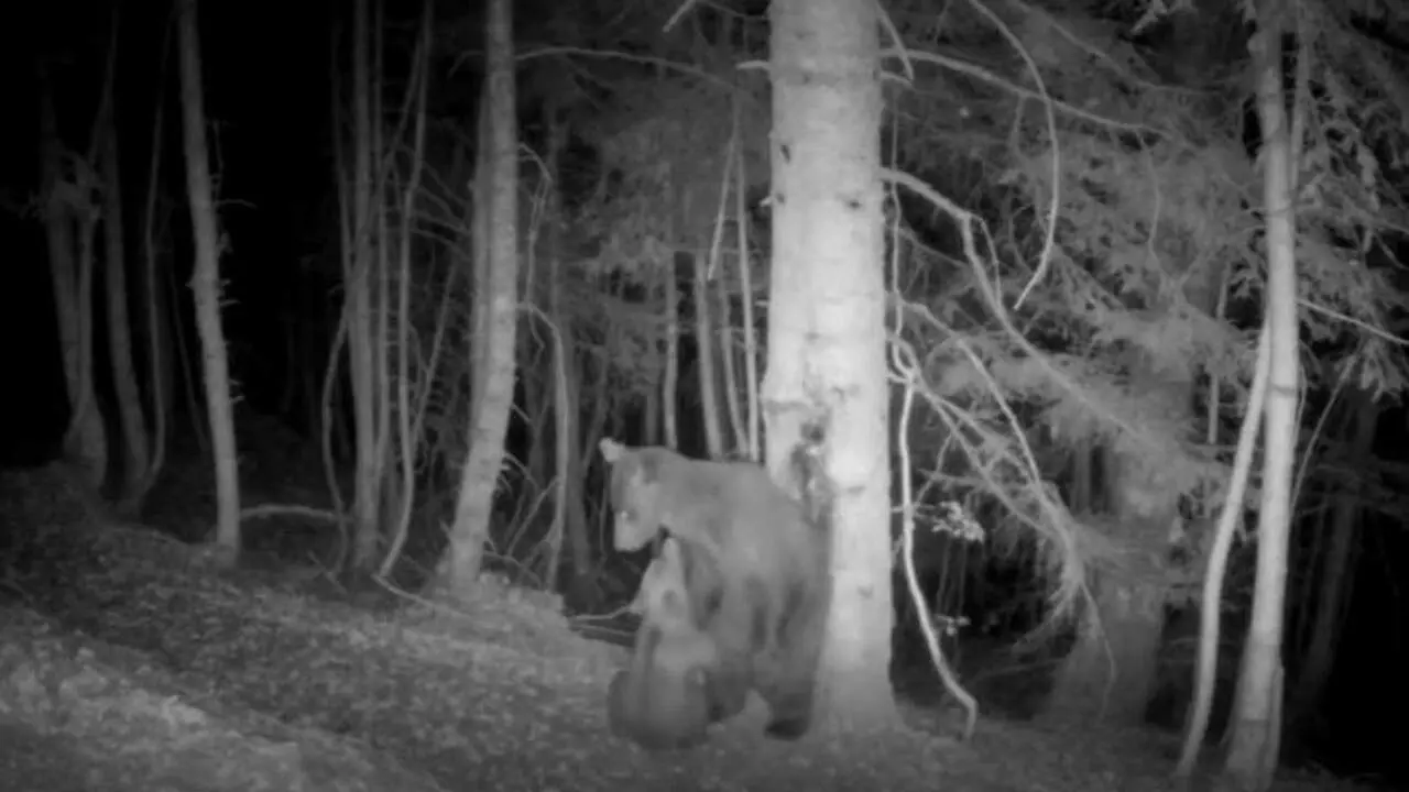 Imagen de Claverina y su cr&iacute;a captada por una c&aacute;mara de fototrampeo el pasado mes de agosto en la zona de Hecho. / GOBIERNO DE ARAG&Oacute;N
